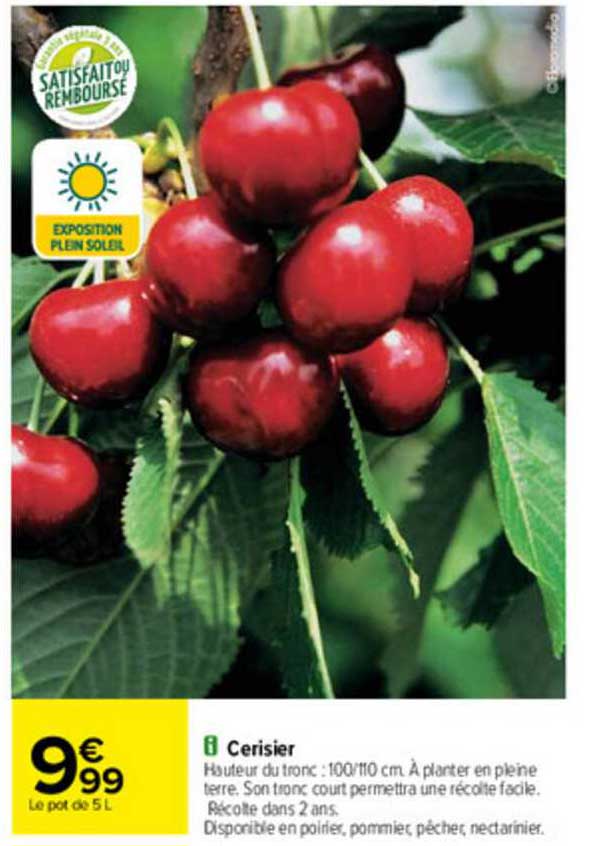 Cerisier
