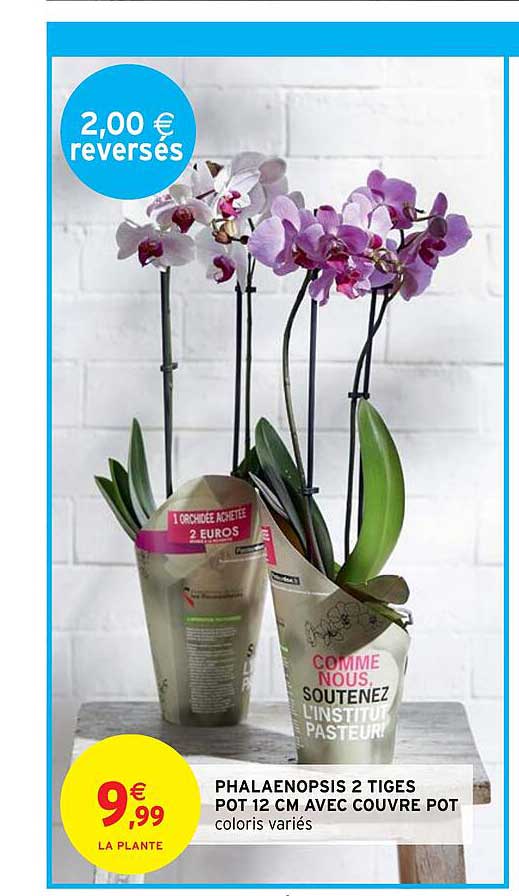 phalaenopsis 2 tiges pot 12 cm avec couvre pot