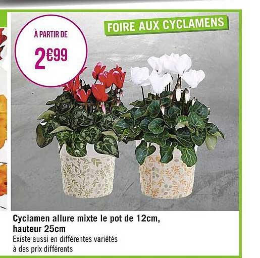 cyclamen allure mixte le pot de 12 cm, hauteur 25 cm