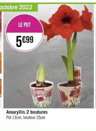 amaryllis 2 boutures