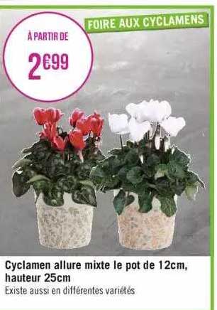 cyclamen allure mixte le pot de 12 cm, hauteur 25 cm