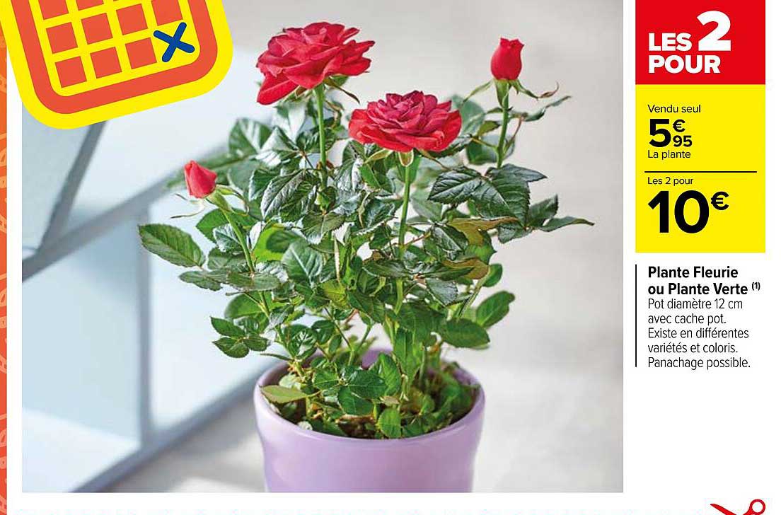 plante fleuries ou plante verte