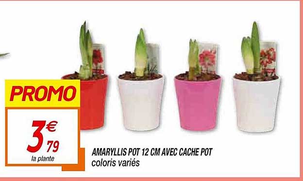 amaryllis pot 12 cm avec cache pot