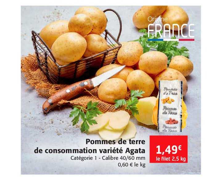 pommes de terre de consommation variété agata