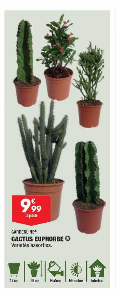 cactus euphorbe gardenline