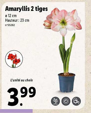 amaryllis 2 tiges