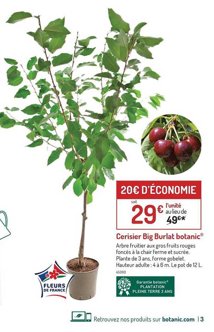 cerisier big burlat botanic
