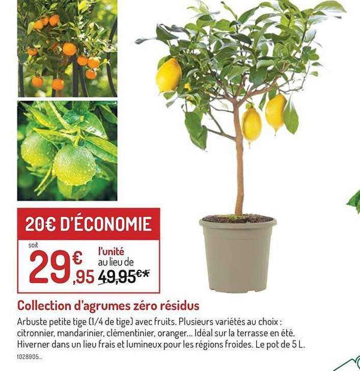 collection d'agrumes zéro résidus