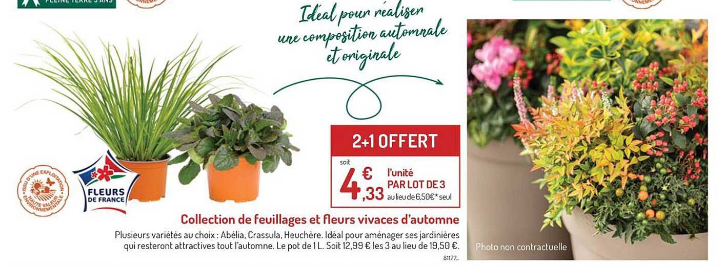 collection de feuillages et fleurs vivaces d'automne