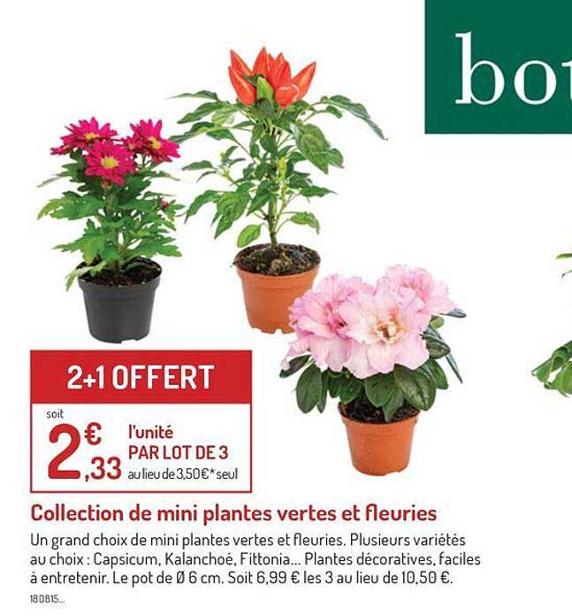 collection de mini plantes vertes et fleuries