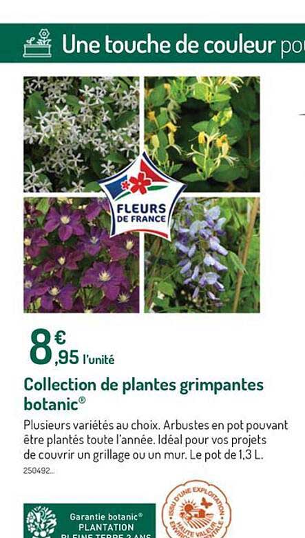 collection de plantes grimpantes botanic
