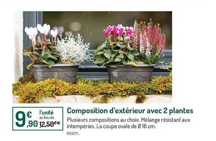 composition d'extérieur avec 2 plantes