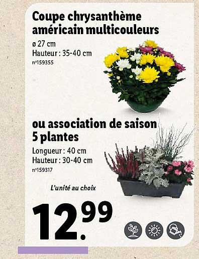 coupe chrysanthème américain multicouleurs ou association de saison 5 plantes