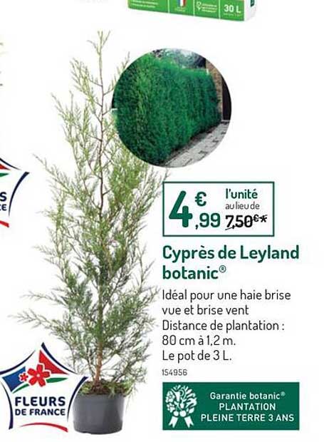 cyprès de leyland botanic