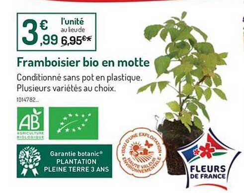 framboisier bio en motte