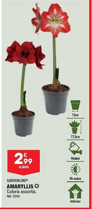 gardenline amaryllis