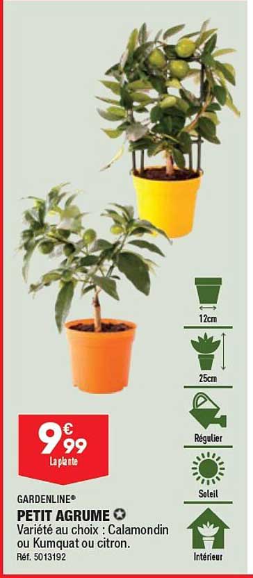 gardenline petit agrume