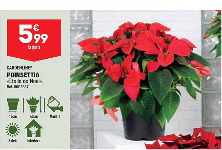 Gardenline Poinsettia «étoile De Noël»
