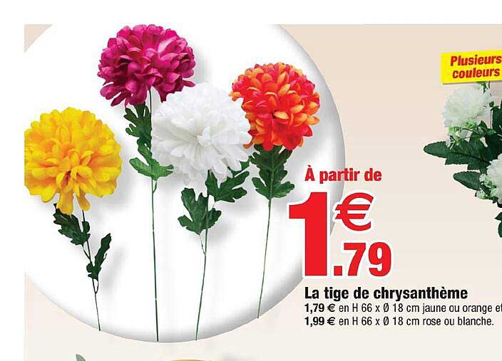 la tige de chrysanthème