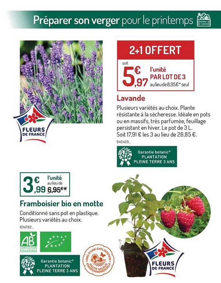 lavande plusieurs variétés au choix framboisier bio en motte