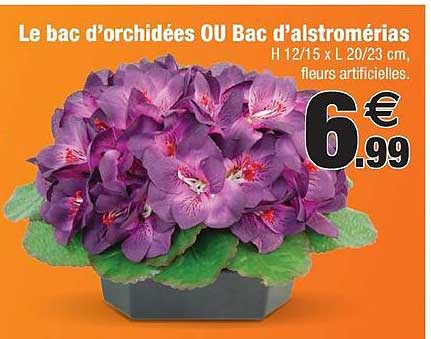 Le Bac D'orchidées Ou Bac D'alstromérias