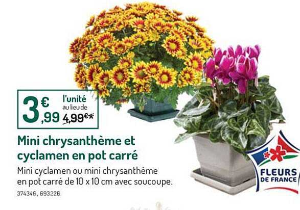 Mini Chrysanthème Et Cyclamen En Pot Carré