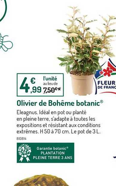 Olivier De Bohême Botanic