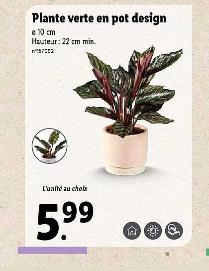 Plante Verte En Pot Design