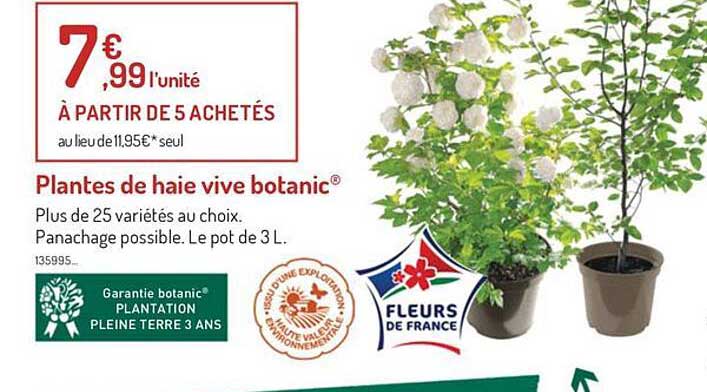 plantes de haie vive botanic
