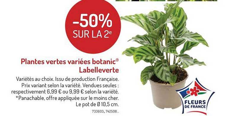 plantes vertes variées botanic labelleverte