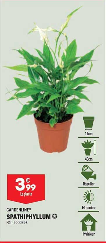 Spathiphyllum Gardenline