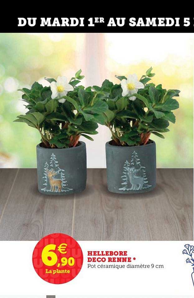 hellebore deco renne