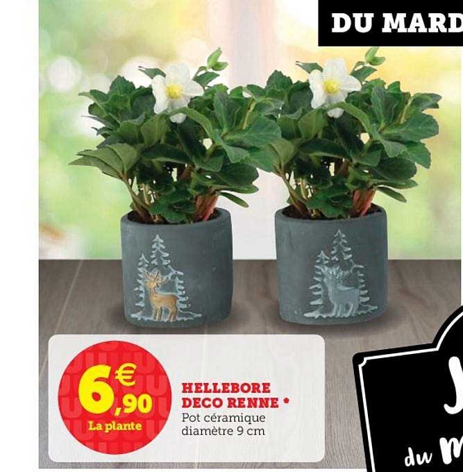 hellebore déco renne