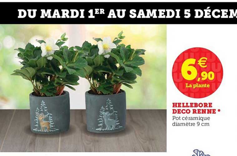 hellebore deco renne