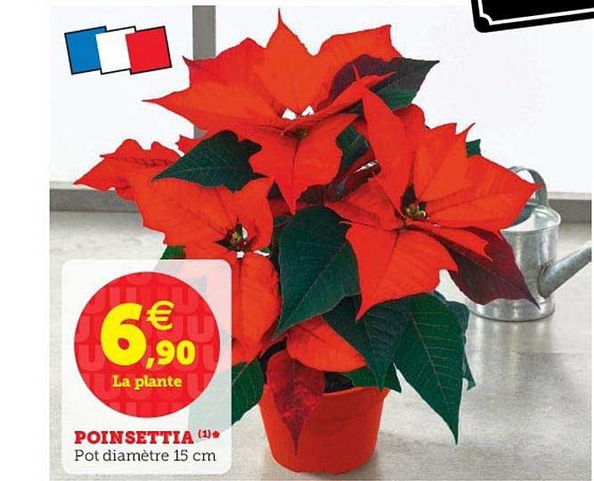 poinsettia