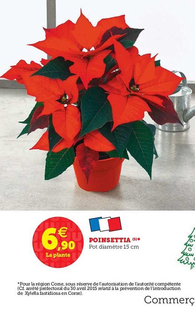 poinsettia