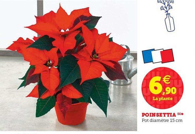 poinsettia