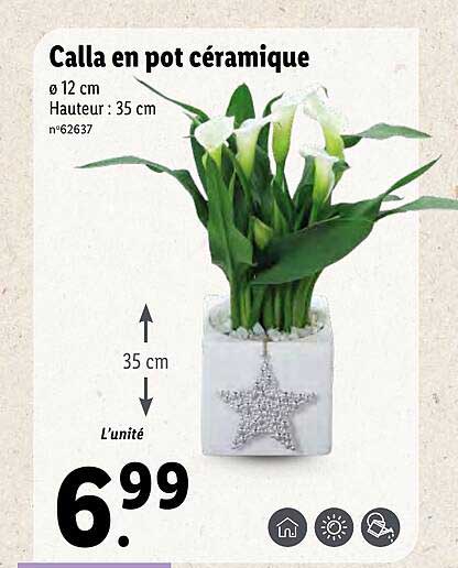 Calla En Pot Céramique