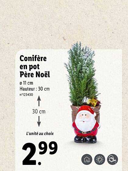 conifère en pot père noël