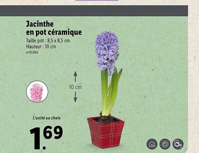 Jacinthe En Pot Céramique