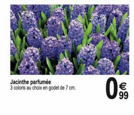 Jacinthe Parfumée