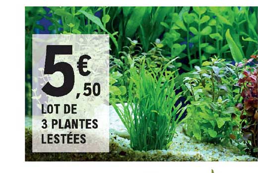 Lot De 3 Plantes Lestées
