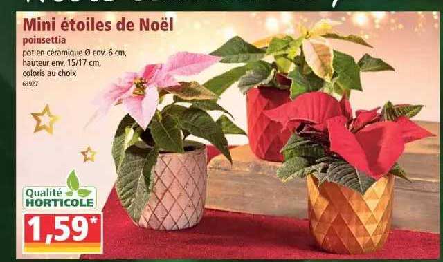 mini étoiles de noël poinsettia