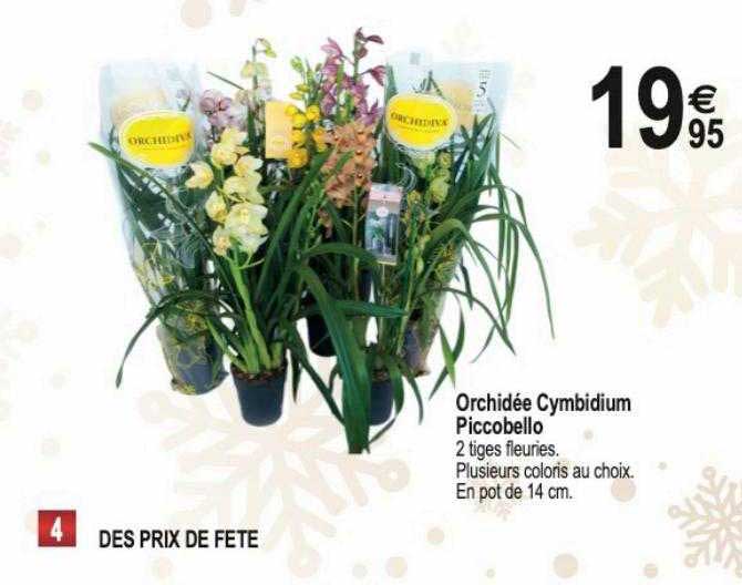 Orchidée Cymbidium Piccobello