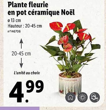 Plante Fleurie En Pot Céramique Noël