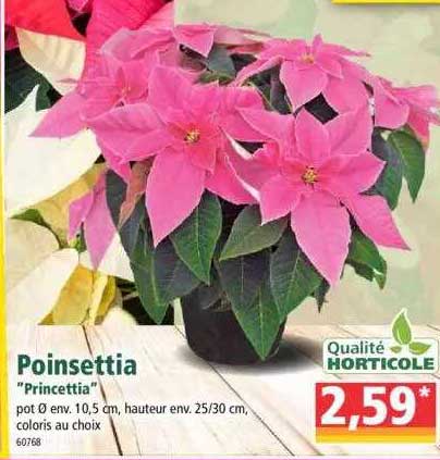poinsettia „princettia“