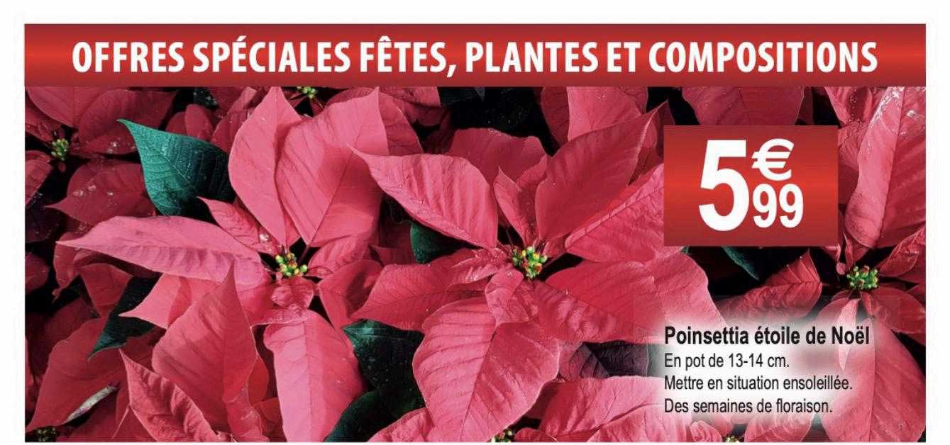 poinsettia étoile de noël
