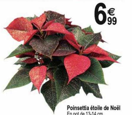 poinsettia étoile de noël