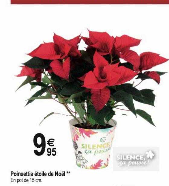 poinsettia étoile de noël