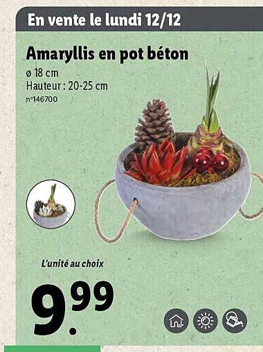 amaryllis en pot béton